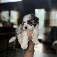 Sky, a female Maltipoo for sale in Guntersville, AL – 3 of 4