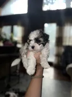 Sky, a female Maltipoo for sale in Guntersville, AL – Photo 3 of 4