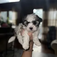 Sky, a female Maltipoo for sale in Guntersville, AL – 1 of 4