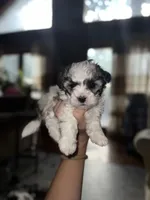 Sky, a female Maltipoo for sale in Guntersville, AL – Photo 1 of 4