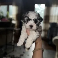 Sky, a female Maltipoo for sale in Guntersville, AL – 2 of 4