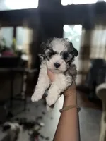 Sky, a female Maltipoo for sale in Guntersville, AL – Photo 2 of 4