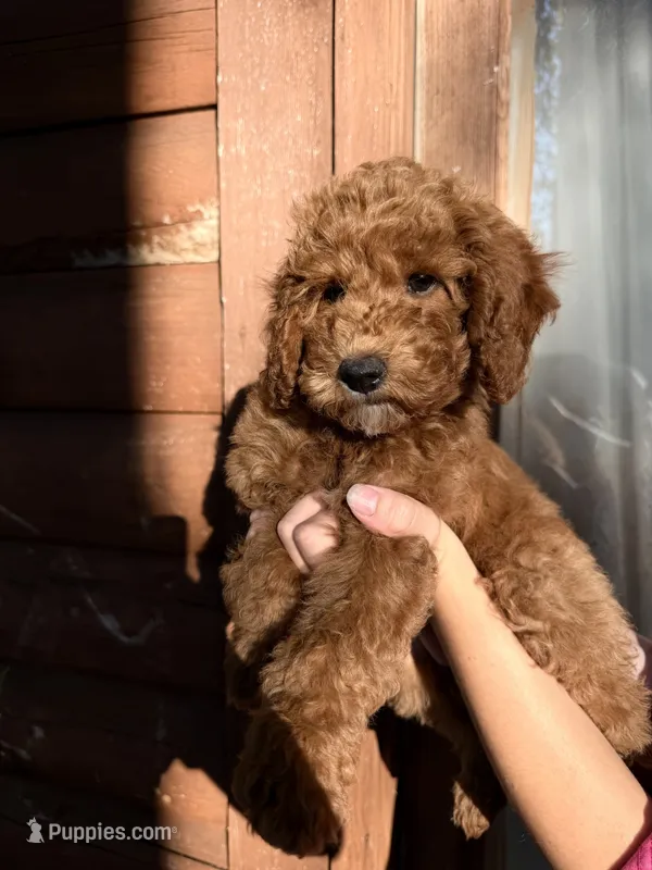 Rowdy  – Poodle - Miniature  puppy for sale in Guntersville, AL