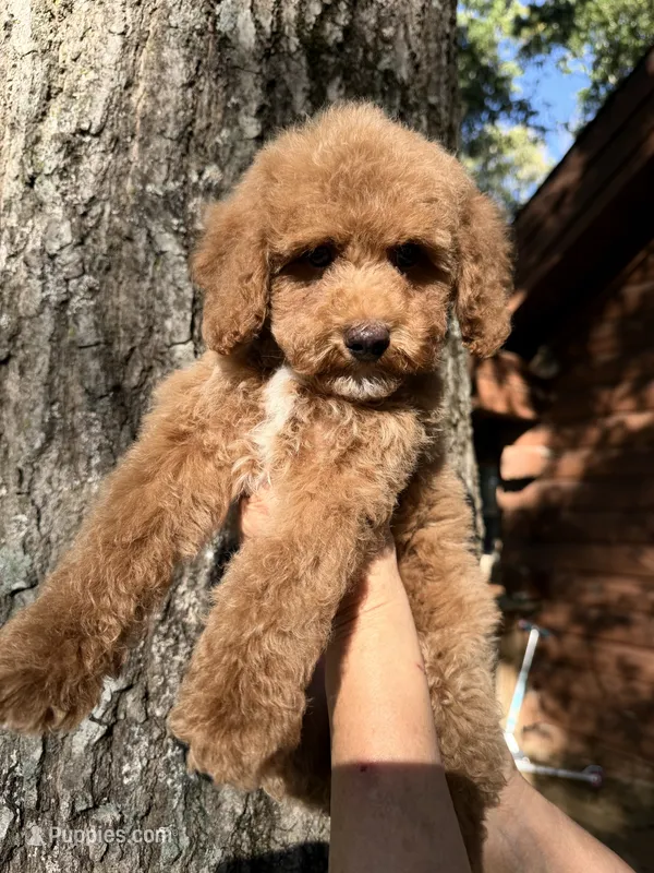 Rowdy  – Poodle - Miniature  puppy for sale in Guntersville, AL