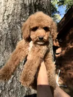 Rowdy , a male Poodle - Miniature  for sale in Guntersville, AL – 1 of 6