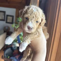 Mini poodle, a female Poodle - Miniature  for sale in Guntersville, AL – 2 of 4