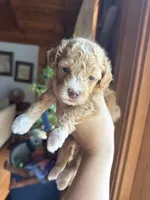 Mini poodle, a female Poodle - Miniature  for sale in Guntersville, AL – Photo 2 of 4