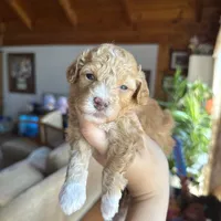 Mini poodle, a female Poodle - Miniature  for sale in Guntersville, AL – 4 of 4