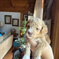Mini poodle, a female Poodle - Miniature  for sale in Guntersville, AL – 3 of 4