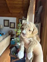Mini poodle, a female Poodle - Miniature  for sale in Guntersville, AL – Photo 3 of 4