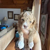 Mini poodle, a female Poodle - Miniature  for sale in Guntersville, AL – 1 of 4