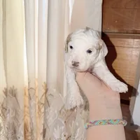 Lilac, a female Poodle - Miniature  for sale in Guntersville, AL – 1 of 4