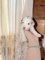 Lilac, a female Poodle - Miniature  for sale in Guntersville, AL – Photo 1 of 4