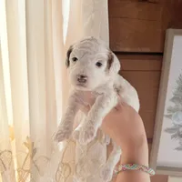Lilac, a female Poodle - Miniature  for sale in Guntersville, AL – 4 of 4