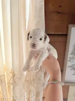 Lilac, a female Poodle - Miniature  for sale in Guntersville, AL – Photo 4 of 4