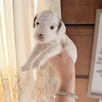 Lilac, a female Poodle - Miniature  for sale in Guntersville, AL – 3 of 4