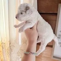 Lilac, a female Poodle - Miniature  for sale in Guntersville, AL – 2 of 4