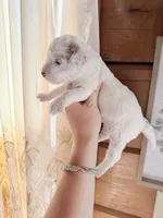 Lilac, a female Poodle - Miniature  for sale in Guntersville, AL – Photo 2 of 4