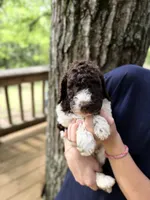 Mochi, a male Poodle - Standard  for sale in Guntersville, AL – 2 of 5