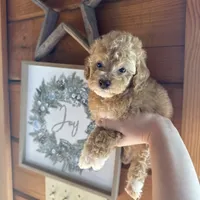 Red girl, a female Poodle - Miniature  for sale in Guntersville, AL – 2 of 4