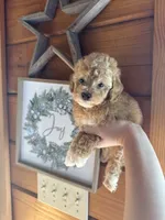 Red girl, a female Poodle - Miniature  for sale in Guntersville, AL – Photo 2 of 4
