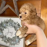 Red girl, a female Poodle - Miniature  for sale in Guntersville, AL – 4 of 4