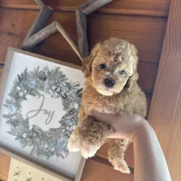 Red girl, a female Poodle - Miniature  for sale in Guntersville, AL – 1 of 4
