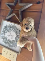 Red girl, a female Poodle - Miniature  for sale in Guntersville, AL – Photo 1 of 4