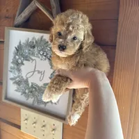 Red girl, a female Poodle - Miniature  for sale in Guntersville, AL – 3 of 4