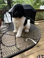 Venti, a male Poodle - Standard  for sale in Guntersville, AL – 4 of 6
