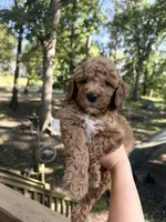 Red male , a male Poodle - Miniature  for sale in Guntersville, AL – 4 of 4