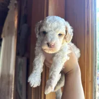 Mini poodle, a male Poodle - Miniature  for sale in Guntersville, AL – 2 of 6