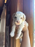 Mini poodle, a male Poodle - Miniature  for sale in Guntersville, AL – Photo 2 of 6