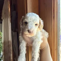 Mini poodle, a male Poodle - Miniature  for sale in Guntersville, AL – 1 of 6