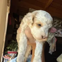 Mini poodle, a male Poodle - Miniature  for sale in Guntersville, AL – 5 of 6