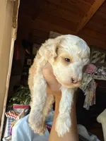 Mini poodle, a male Poodle - Miniature  for sale in Guntersville, AL – Photo 5 of 6