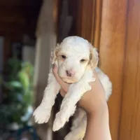 Mini poodle, a male Poodle - Miniature  for sale in Guntersville, AL – 3 of 6