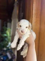 Mini poodle, a male Poodle - Miniature  for sale in Guntersville, AL – Photo 3 of 6