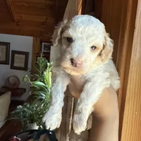 Mini poodle, a male Poodle - Miniature  for sale in Guntersville, AL – 6 of 6