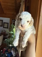 Mini poodle, a male Poodle - Miniature  for sale in Guntersville, AL – Photo 6 of 6