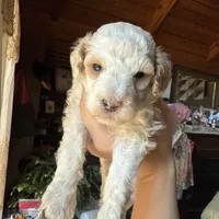 Mini poodle, a male Poodle - Miniature  for sale in Guntersville, AL – 4 of 6