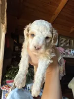 Mini poodle, a male Poodle - Miniature  for sale in Guntersville, AL – Photo 4 of 6