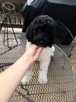 Venti, a male Poodle - Standard  for sale in Guntersville, AL – 3 of 6