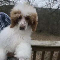 Red parti, a male Poodle - Miniature  for sale in Guntersville, AL – 1 of 2