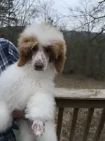 Red parti, a male Poodle - Miniature  for sale in Guntersville, AL – Photo 1 of 2