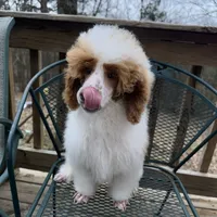 Red parti, a male Poodle - Miniature  for sale in Guntersville, AL – 2 of 2
