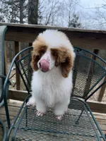 Red parti, a male Poodle - Miniature  for sale in Guntersville, AL – Photo 2 of 2