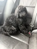 Esther, a female Poodle - Standard  for sale in Guntersville, AL – 3 of 10