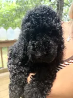 Esther, a female Poodle - Standard  for sale in Guntersville, AL – 7 of 10