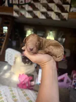 Charlie, a male Poodle - Miniature  for sale in Guntersville, AL – 2 of 3